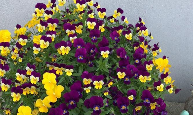 三色堇的花语和象征意义（揭示三色堇的寓意和内涵）