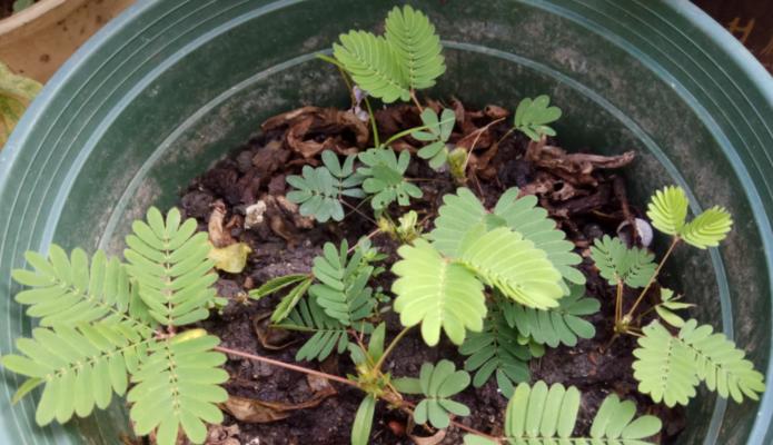 含羞草种子发芽需要多久？如何正确种植以促进快速发芽？