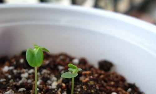 含羞草种子发芽需要多久？如何正确种植以促进快速发芽？