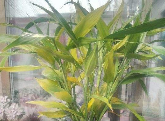 富贵竹黄叶了怎么办？如何快速恢复翠绿？