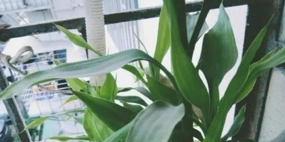 富贵竹黄叶了怎么办？如何快速恢复翠绿？