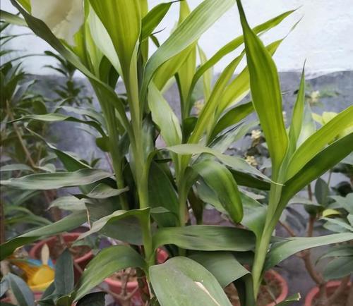 富贵竹黄叶了怎么办？如何快速恢复翠绿？