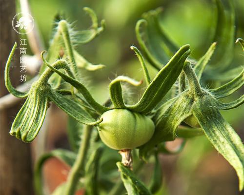西红柿种子可以直接种植吗？需要注意哪些事项？