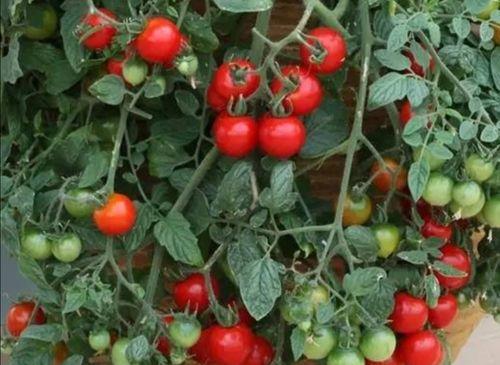 西红柿种子可以直接种植吗？需要注意哪些事项？