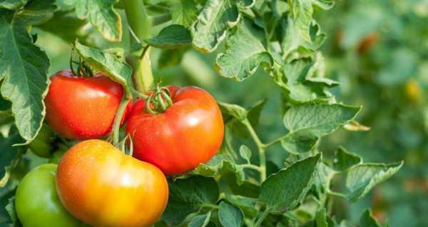 西红柿种子可以直接种植吗？需要注意哪些事项？