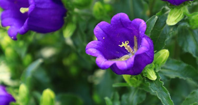 风铃草的花语——传递希望与自由的力量(美丽而坚韧) 风铃草的花语——传递希望与自由的力量(美丽而坚韧)