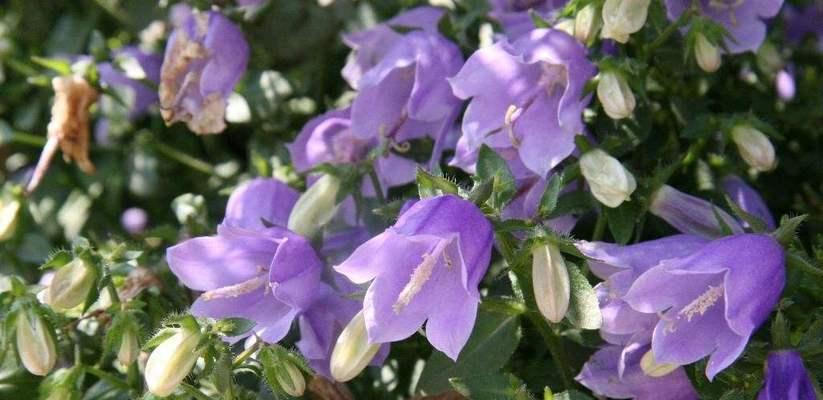 风铃草的花语——传递希望与自由的力量(美丽而坚韧) 风铃草的花语——传递希望与自由的力量(美丽而坚韧)