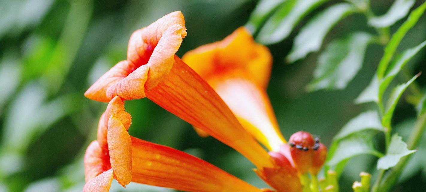 凌霄花在风水中的寓意是什么？它有哪些具体作用？