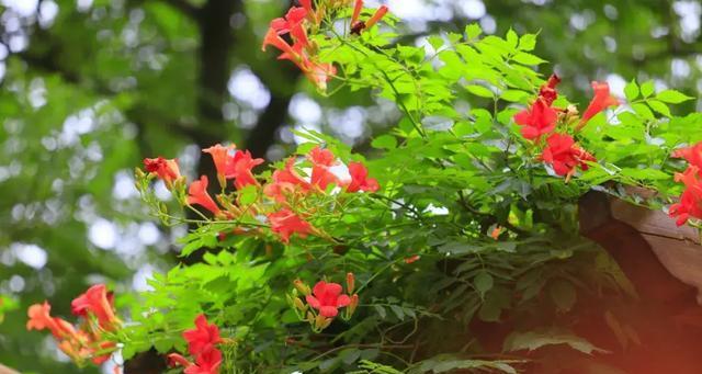 凌霄花在风水中的寓意是什么？它有哪些具体作用？