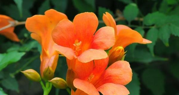 凌霄花在风水中的寓意是什么？它有哪些具体作用？