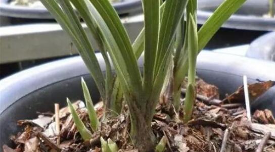 兰花适合什么土种植？如何选择最佳土壤类型？