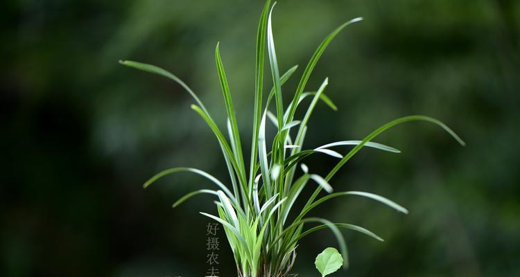 兰花适合什么土种植？如何选择最佳土壤类型？