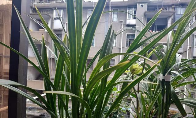 兰花适合什么土种植？如何选择最佳土壤类型？