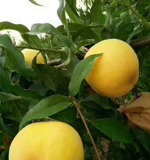 春晓桃什么时候成熟？如何判断桃子的最佳采摘时间？