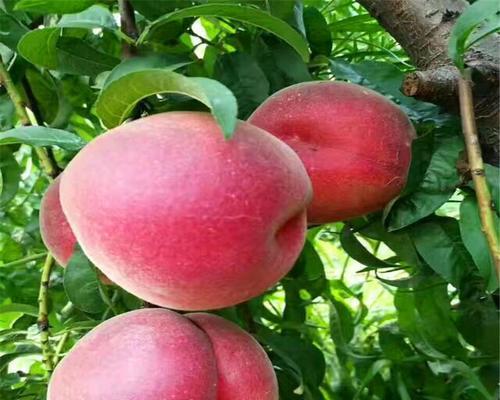 春晓桃什么时候成熟？如何判断桃子的最佳采摘时间？