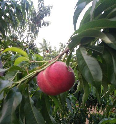 春晓桃什么时候成熟？如何判断桃子的最佳采摘时间？