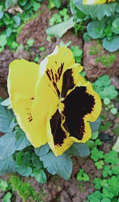 蝴蝶花花语(探寻蝴蝶花的美丽与深意)