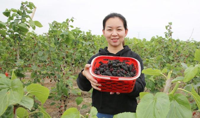 门前种植桑葚需要注意什么？桑葚树的养护方法有哪些？