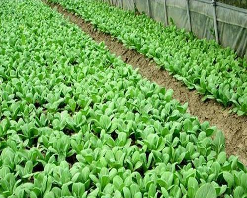 小白菜是喜阴植物还是喜阳光植物？种植小白菜的光照需求是什么？