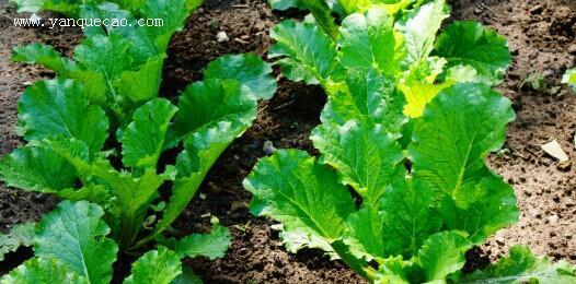 小白菜是喜阴植物还是喜阳光植物？种植小白菜的光照需求是什么？