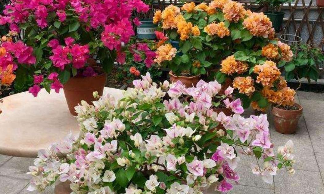 三角梅怕晒吗?如何正确养护避免阳光伤害? 三角梅怕晒吗?如何正确养护避免阳光伤害?