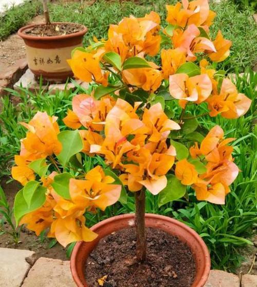 三角梅怕晒吗?如何正确养护避免阳光伤害? 三角梅怕晒吗?如何正确养护避免阳光伤害?