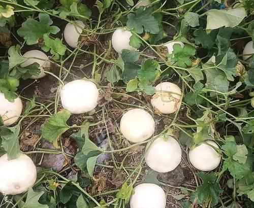 哈密瓜套种什么作物收益高?套种技巧有哪些? 哈密瓜套种什么作物收益高?套种技巧有哪些?