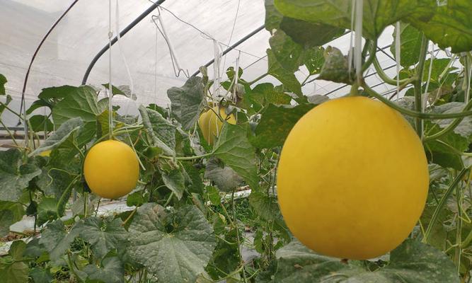 哈密瓜套种什么作物收益高?套种技巧有哪些? 哈密瓜套种什么作物收益高?套种技巧有哪些?