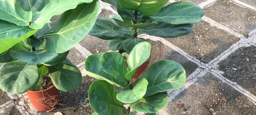 琴叶榕叶子有毒吗？如何安全养护？