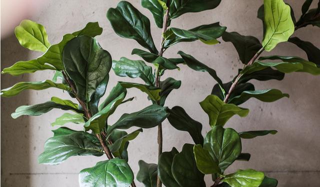 琴叶榕叶子有毒吗?如何安全养护?