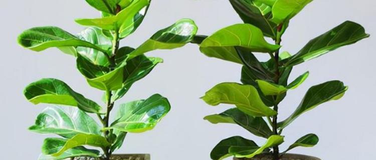 琴叶榕叶子有毒吗？如何安全养护？