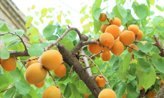 果树属于农作物吗?它们的分类和特点是什么? 果树属于农作物吗?它们的分类和特点是什么?