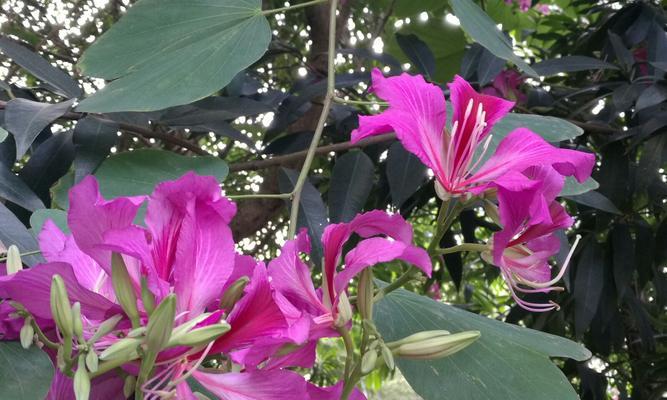 紫荆花的寓意与花语（探寻紫荆花的象征意义及传达的情感）