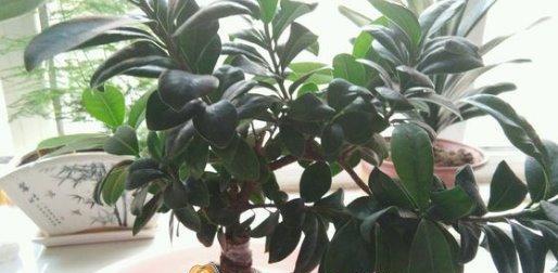 人参榕浇水时间是什么时候?如何正确浇水? 人参榕浇水时间是什么时候?如何正确浇水?