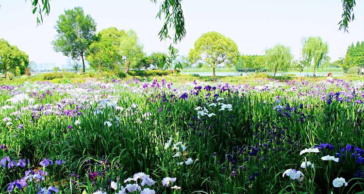 菖蒲花语(芳香四溢的菖蒲花)