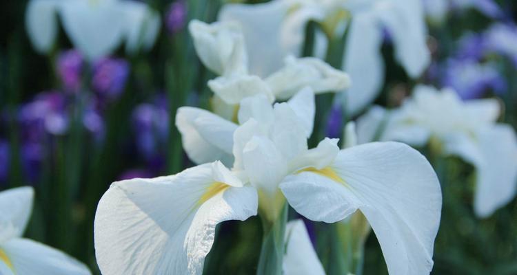 菖蒲花语（芳香四溢的菖蒲花）