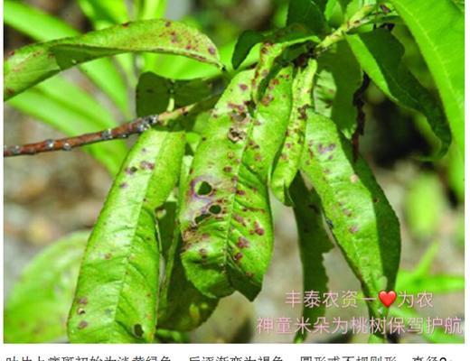 桃树炭疽病是怎么引起的？有哪些有效的治疗方法？