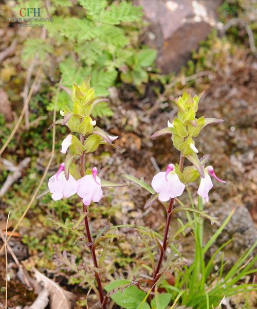 玄参科植物的共性特征（揭秘玄参科植物的奇特之处）