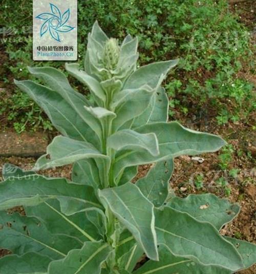 玄参科植物的共性特征（揭秘玄参科植物的奇特之处）