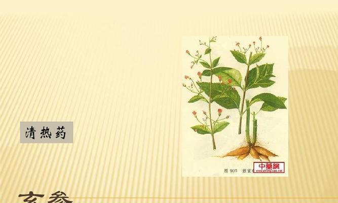 玄参科植物的共性特征（揭秘玄参科植物的奇特之处）