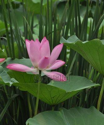 荷花的形状是什么样的？荷花有哪些独特的形态特征？