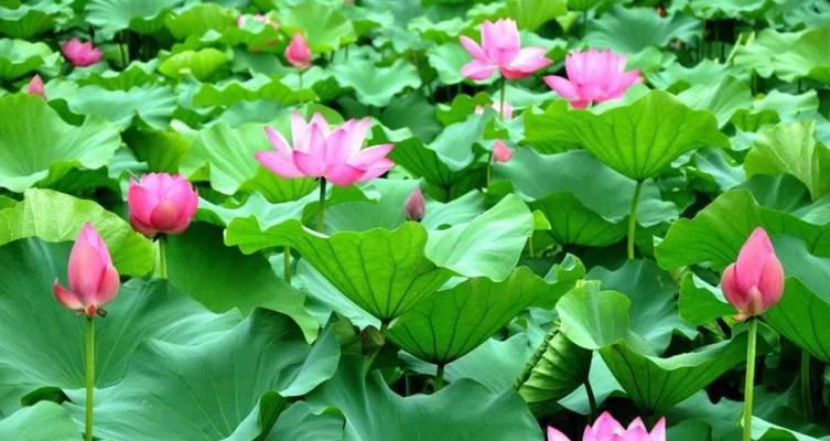 荷花的形状是什么样的？荷花有哪些独特的形态特征？