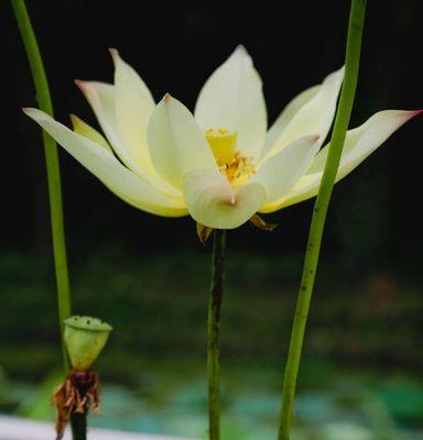 荷花的形状是什么样的？荷花有哪些独特的形态特征？