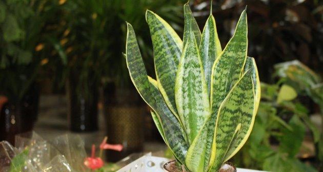 虎皮兰——独特花语与寓意(虎皮兰的神秘与美丽给人们带来的思考) 虎皮兰——独特花语与寓意(虎皮兰的神秘与美丽给人们带来的思考)