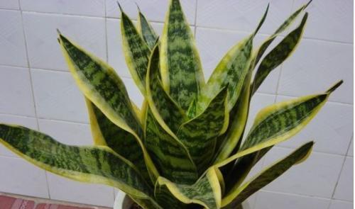 虎皮兰——独特花语与寓意(虎皮兰的神秘与美丽给人们带来的思考) 虎皮兰——独特花语与寓意(虎皮兰的神秘与美丽给人们带来的思考)