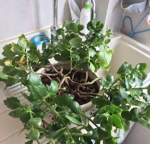 长寿花换土的最佳时机是什么时候?哪种土壤最适合? 长寿花换土的最佳时机是什么时候?哪种土壤最适合?