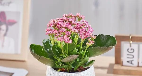 长寿花换土的最佳时机是什么时候?哪种土壤最适合? 长寿花换土的最佳时机是什么时候?哪种土壤最适合?