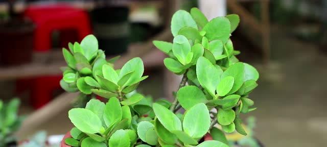 长寿花换土的最佳时机是什么时候?哪种土壤最适合? 长寿花换土的最佳时机是什么时候?哪种土壤最适合?