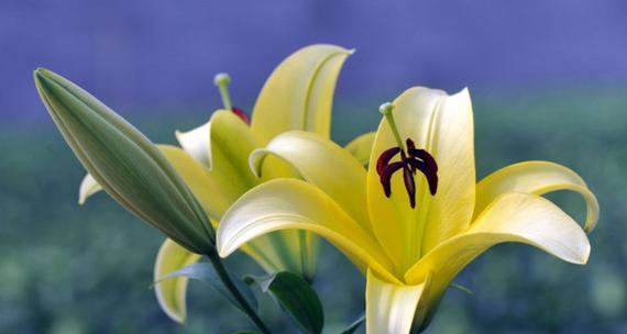 百合花的花语揭示爱情的真谛（百合花花语的深层寓意及象征爱情的不同面向）