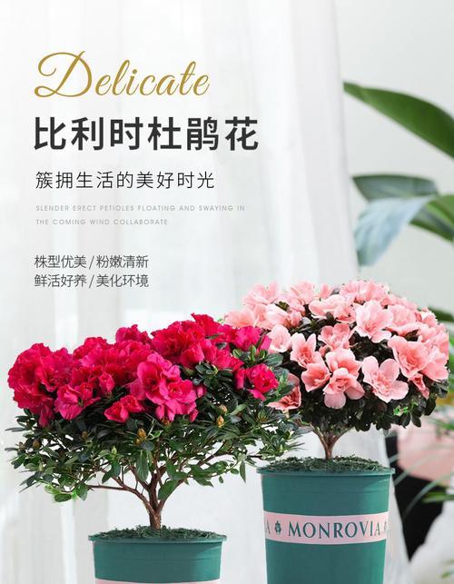 杜鹃花多久开花一次？开花持续时间是多久？